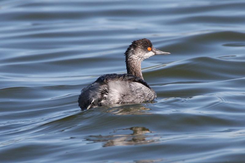 Eared Grebe 011109 147.jpg